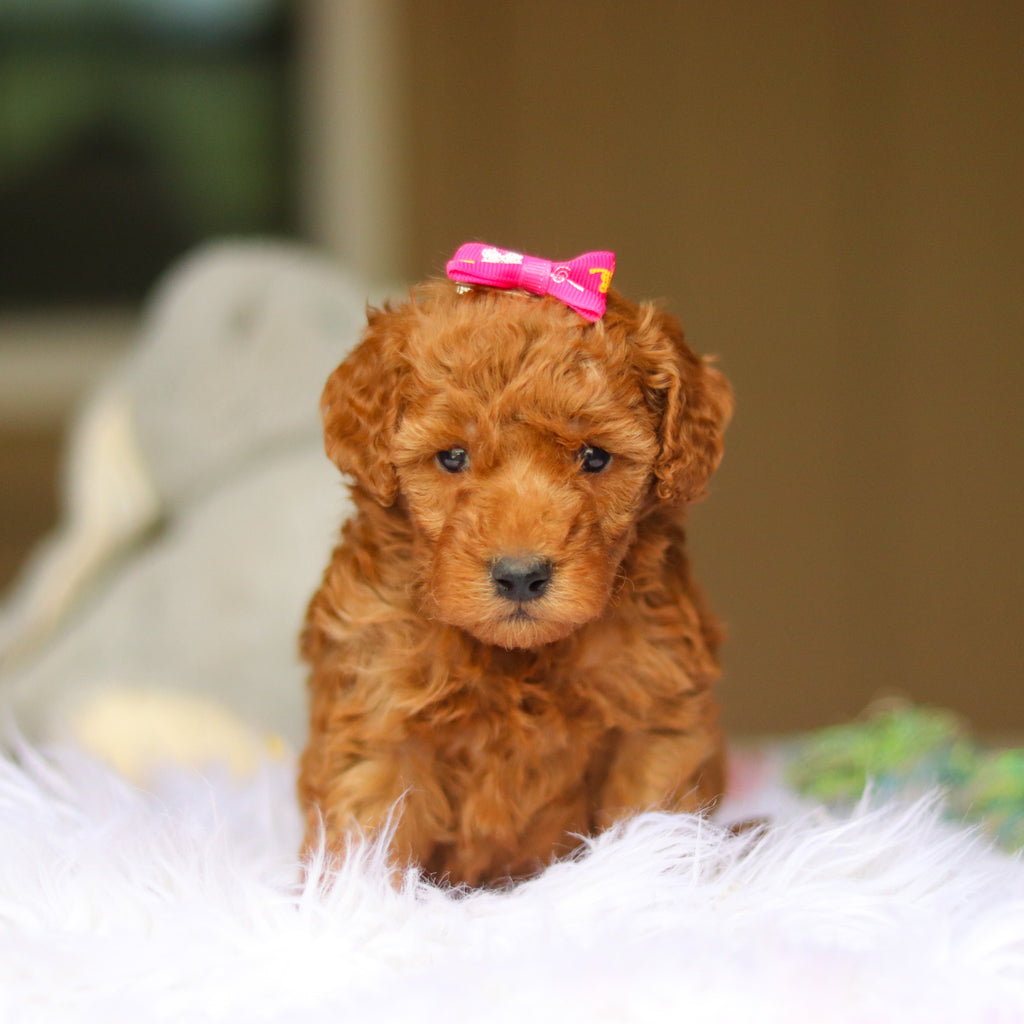 Nellie - Available 6/5