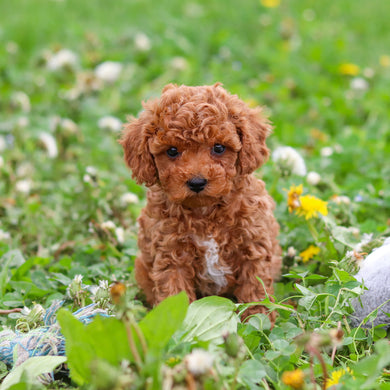 Dreamy - Available 4/30