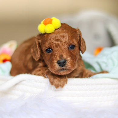 Dreamy - Available 4/30