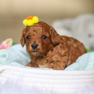 Dreamy - Available 4/30