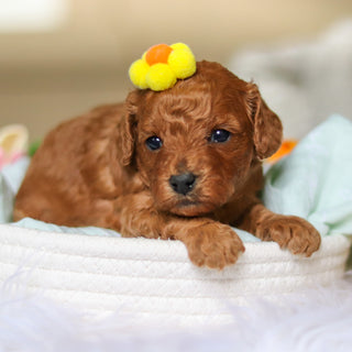 Dreamy - Available 4/30