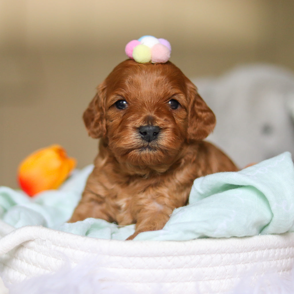 Donna - Available 4/30