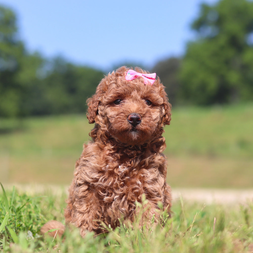 Jana - Available 7/23