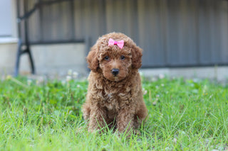 Jana - Available 7/23