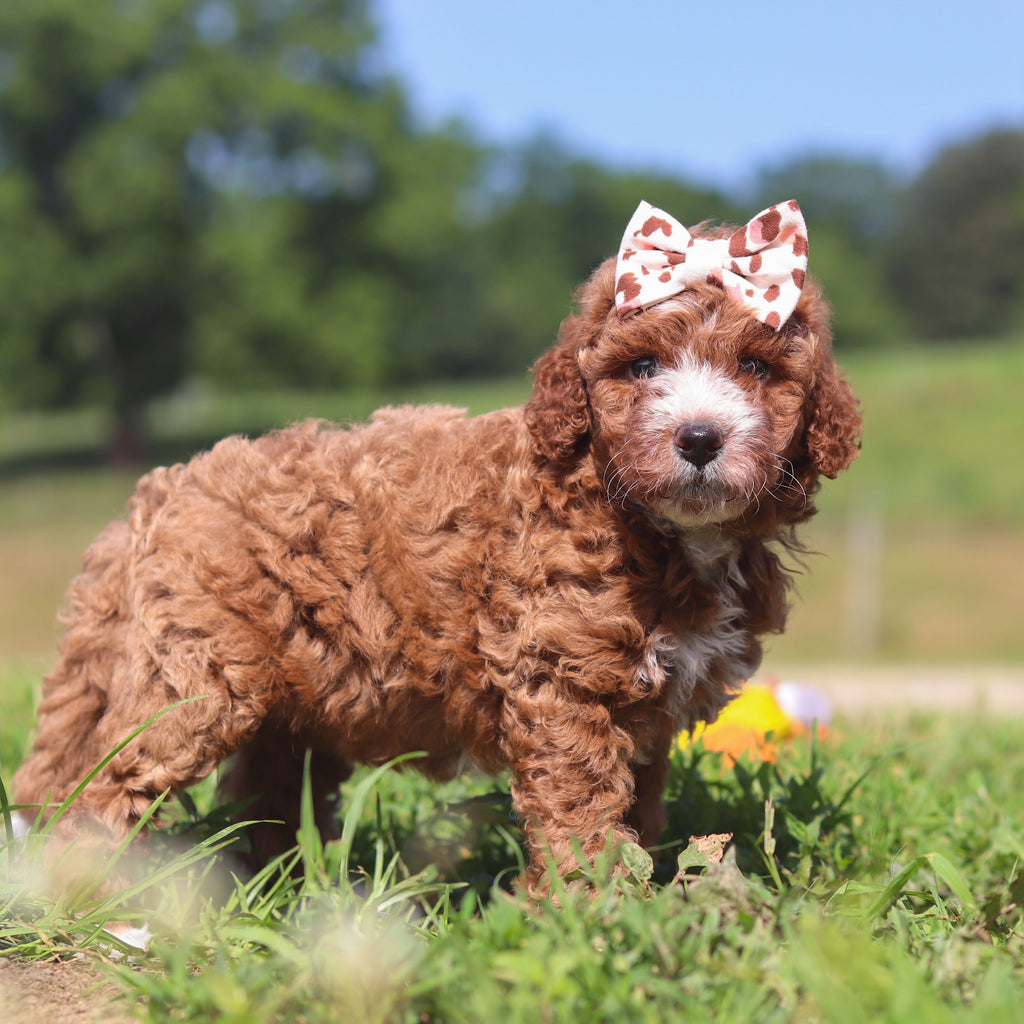 Jilly - Available 7/23