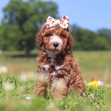 Jilly - Available 7/23