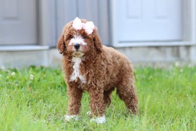 Jilly - Available 7/23