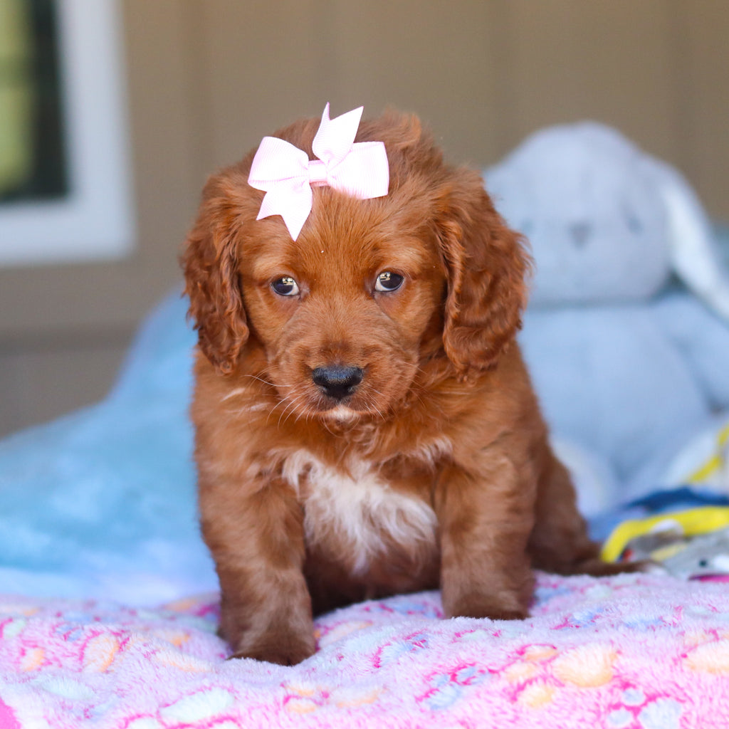 Kylie - Available Now