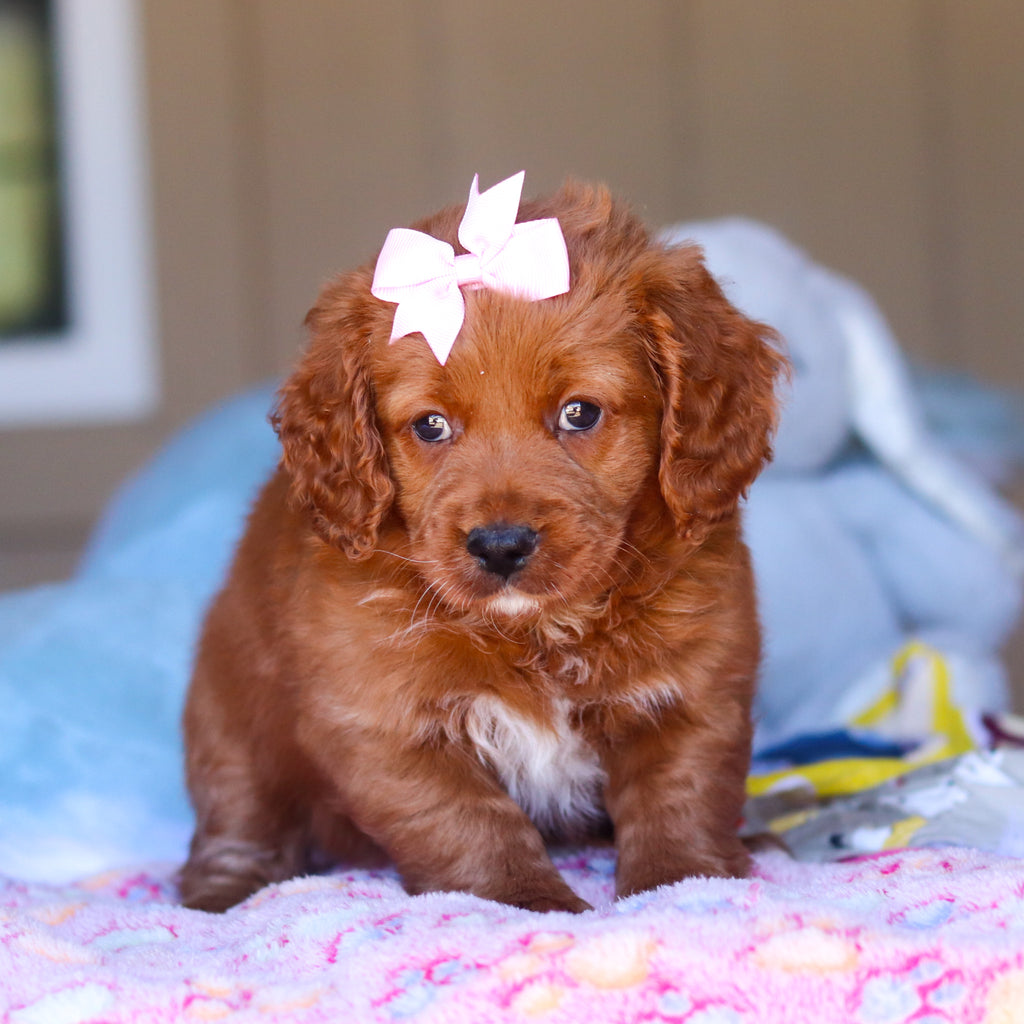 Kylie - Available Now