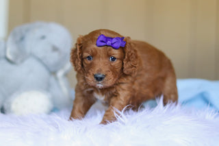 Kylie - Available Now