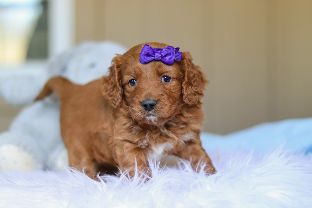 Kylie - Available Now