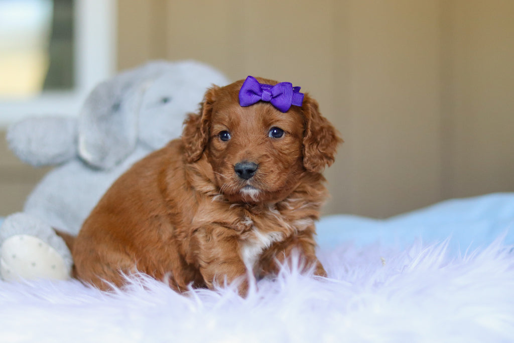 Kylie - Available Now