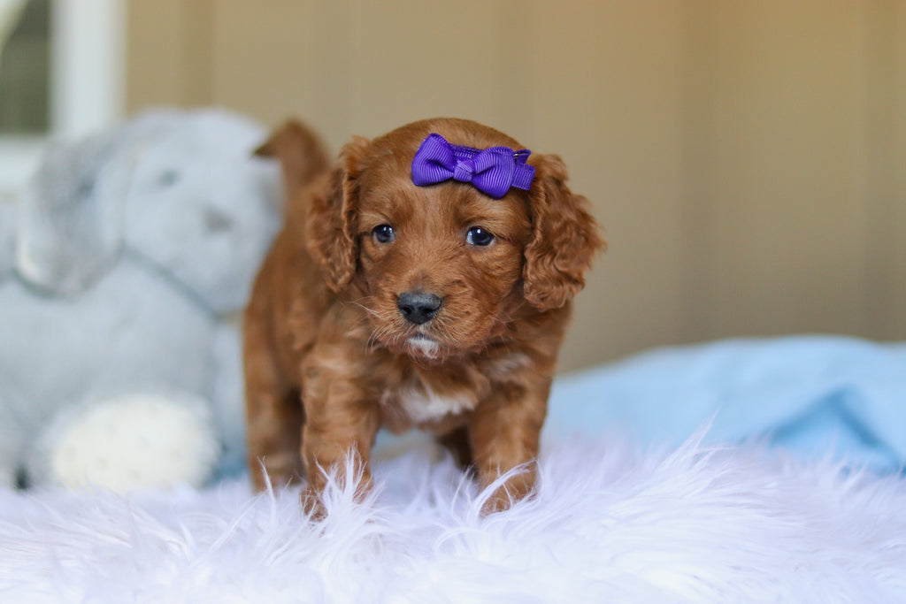 Kylie - Available Now