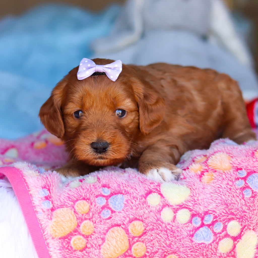 Posey - Available 4/16