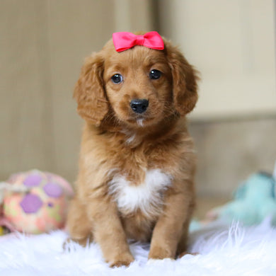 Phoenix - Available 4/16