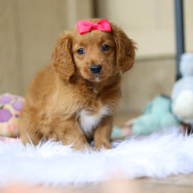 Phoenix - Available 4/16