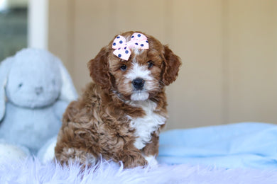 Eliza - Available Now