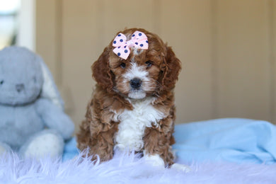 Eliza - Available Now