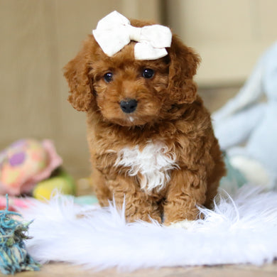 Patty - Available 4/16