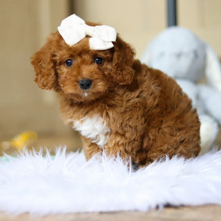 Patty - Available 4/16