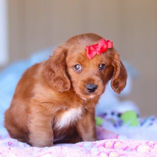 Kamila - Available Now