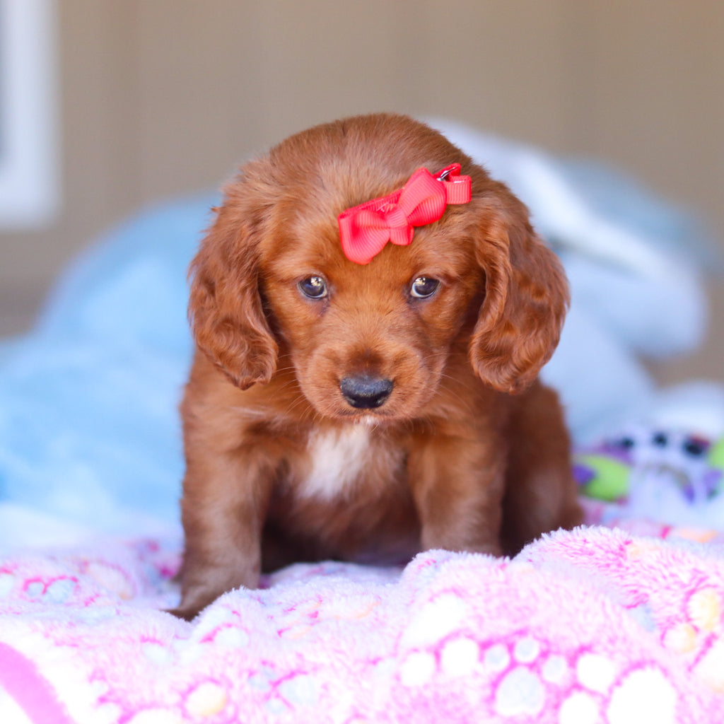 Kamila - Available Now