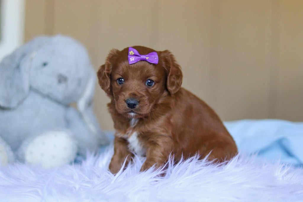 Kamila - Available Now