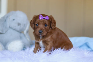 Kamila - Available Now