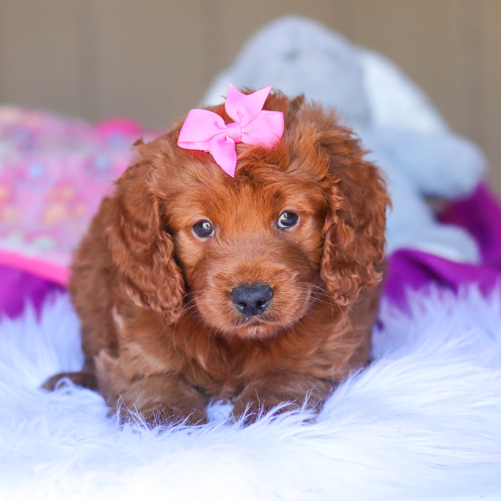 Kimmie - Available 3/26