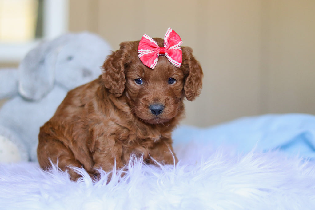 Kimmie - Available 3/26