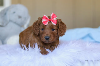 Kimmie - Available 3/26