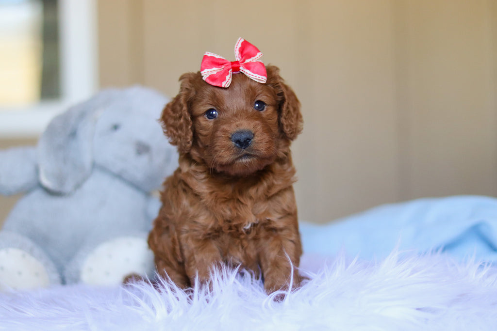 Kimmie - Available 3/26