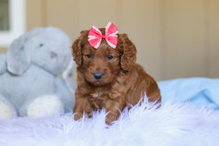 Kimmie - Available 3/26