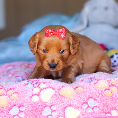 Prim - Available 4/16