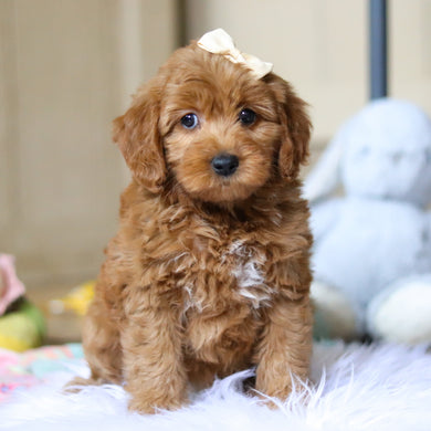 Prim - Available 4/16