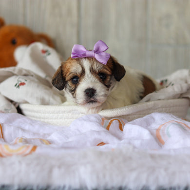 Addie - Available 6/4