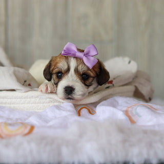Addie - Available 6/5