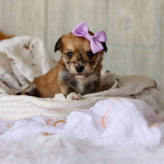 Alina - Available 6/4