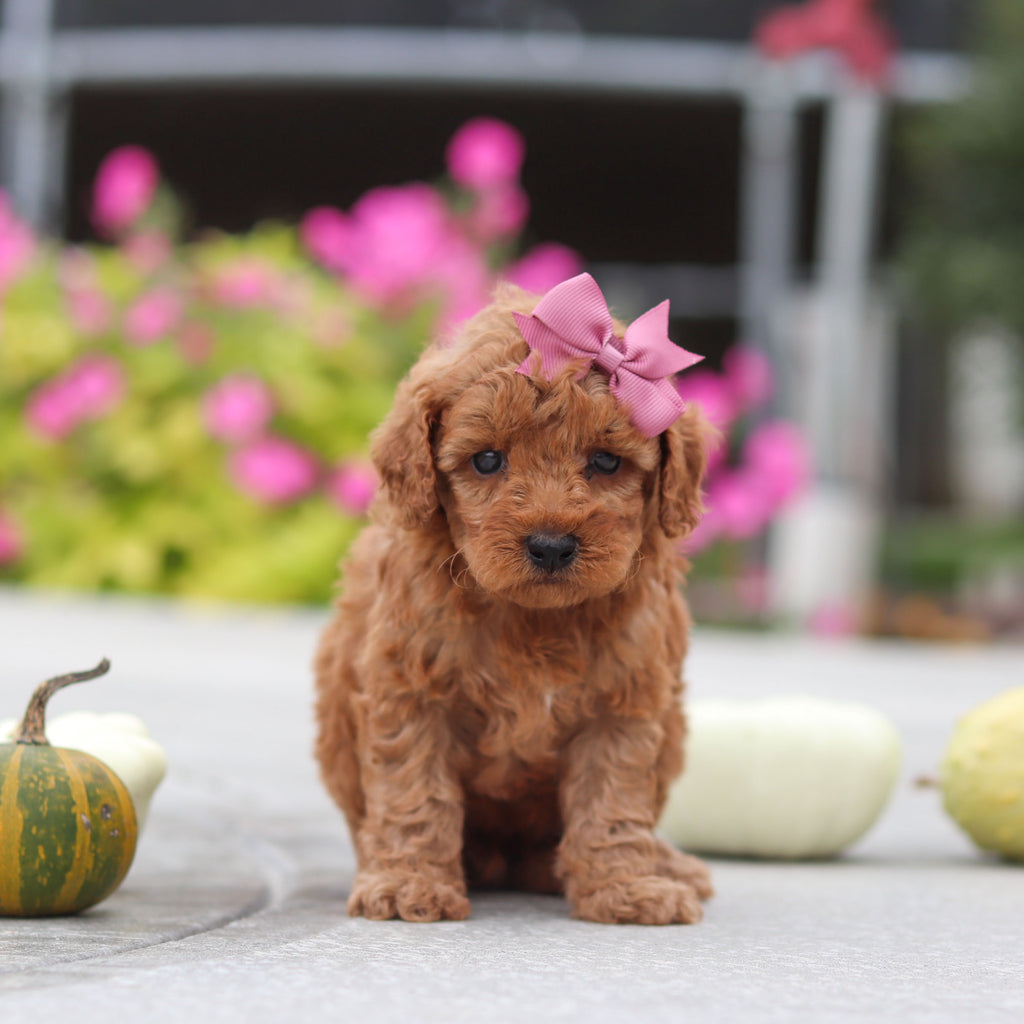 Mitzi - Available 10/22