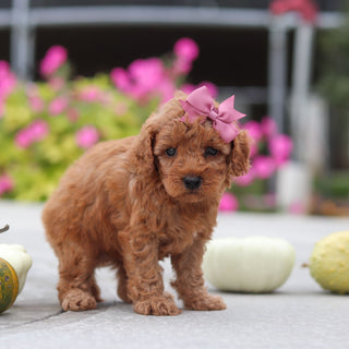 Mitzi - Available 10/22