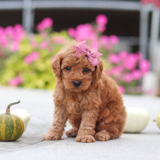 Mitzi - Available 10/22