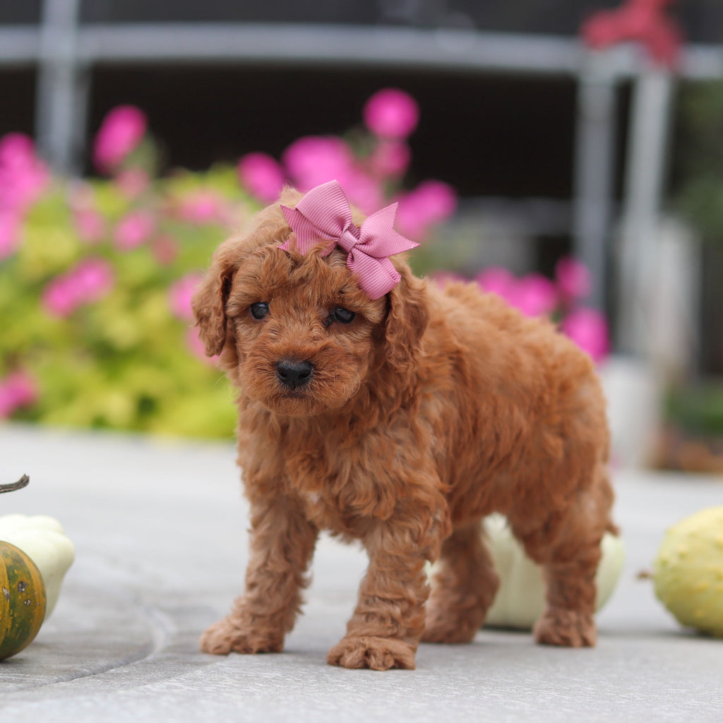 Mitzi - Available 10/22