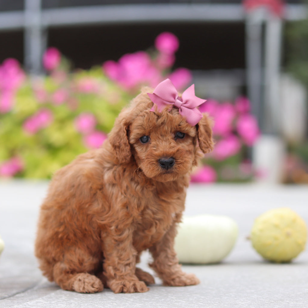 Mitzi - Available 10/22