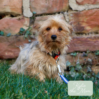 Wanda - Available 12/17