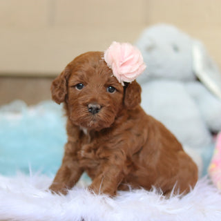 Taryn - Available 2/26