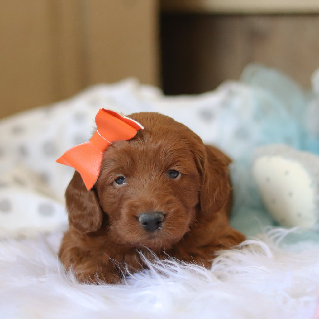 Talia - Available 2/26