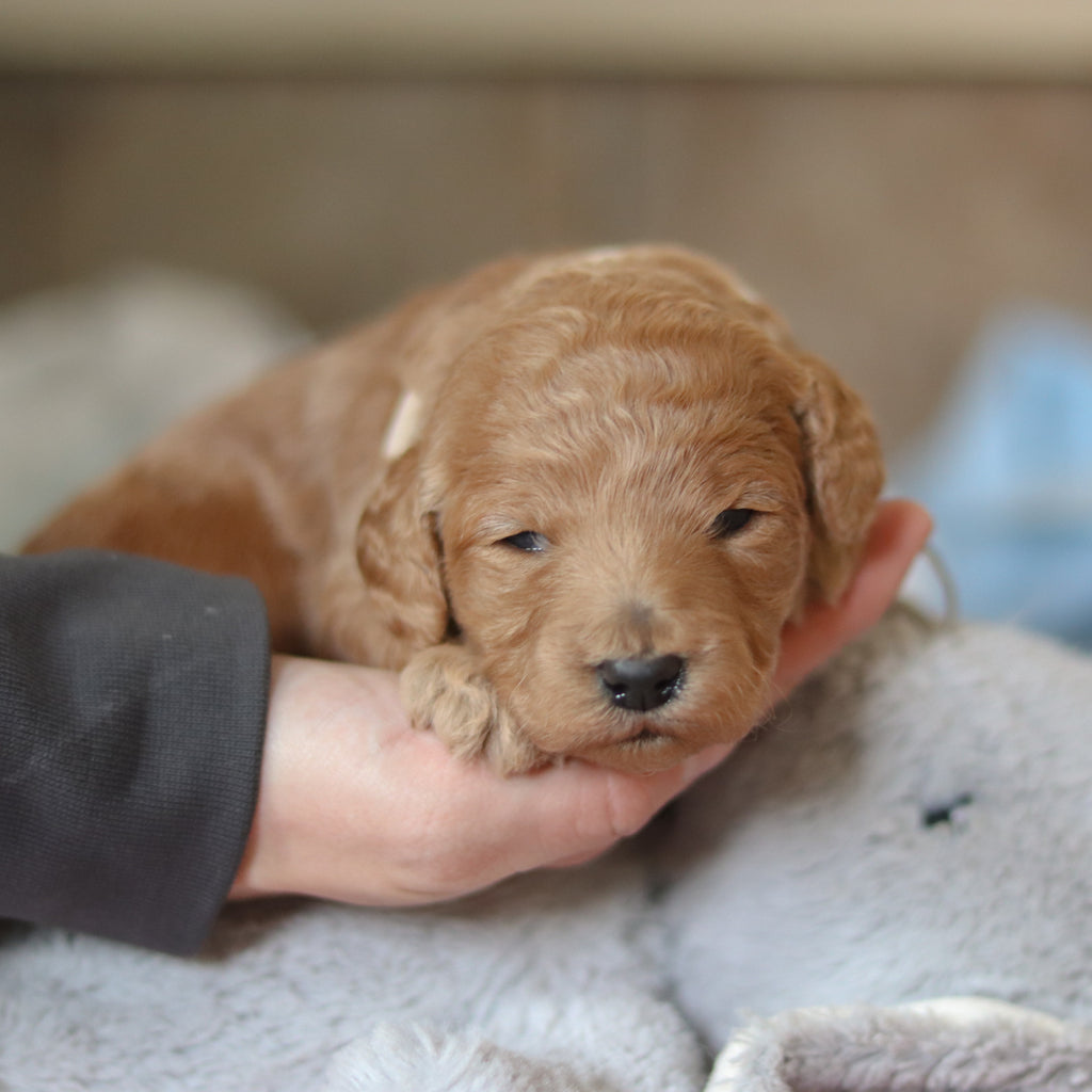 Fletcher - Available 3/12