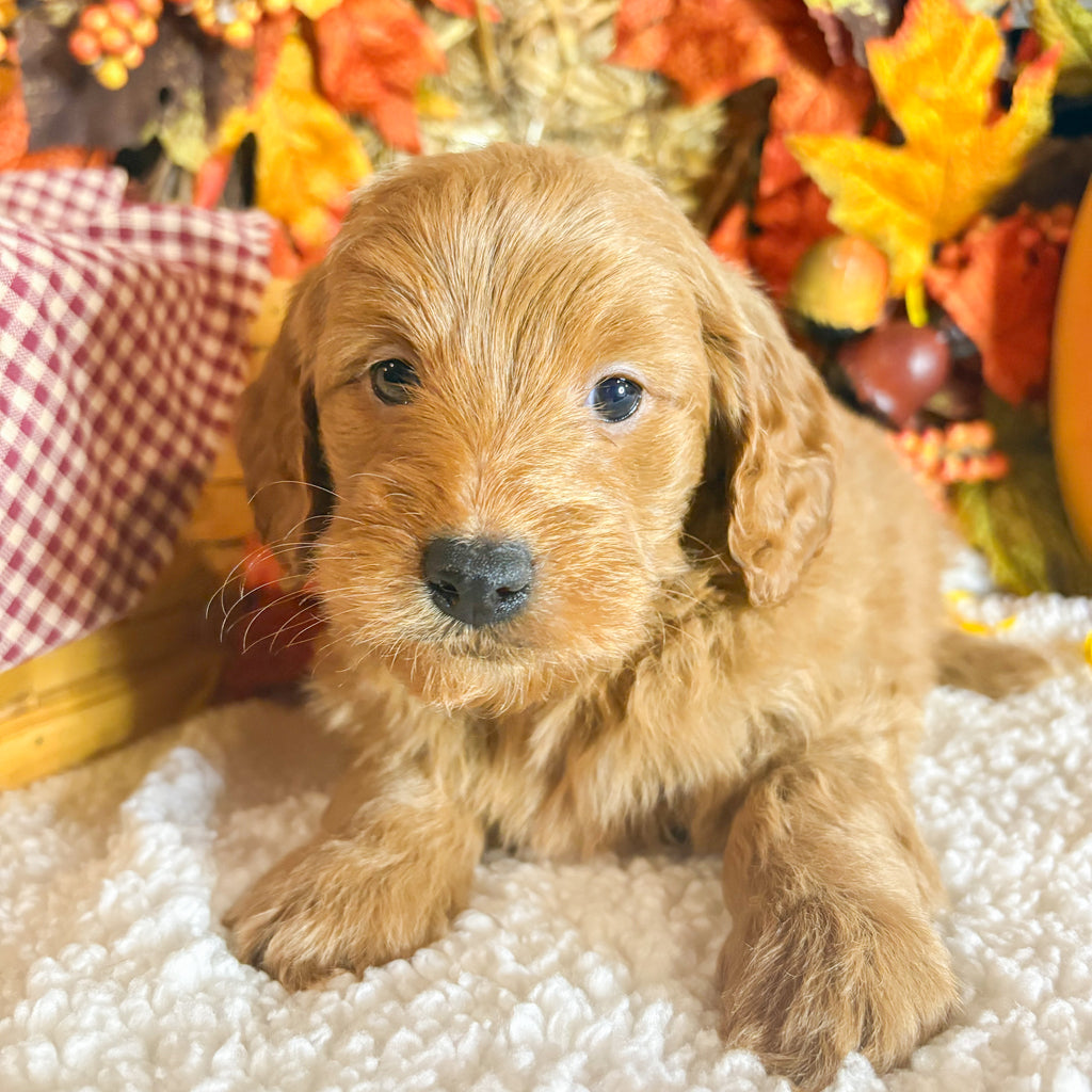 Anna - Available 11/5