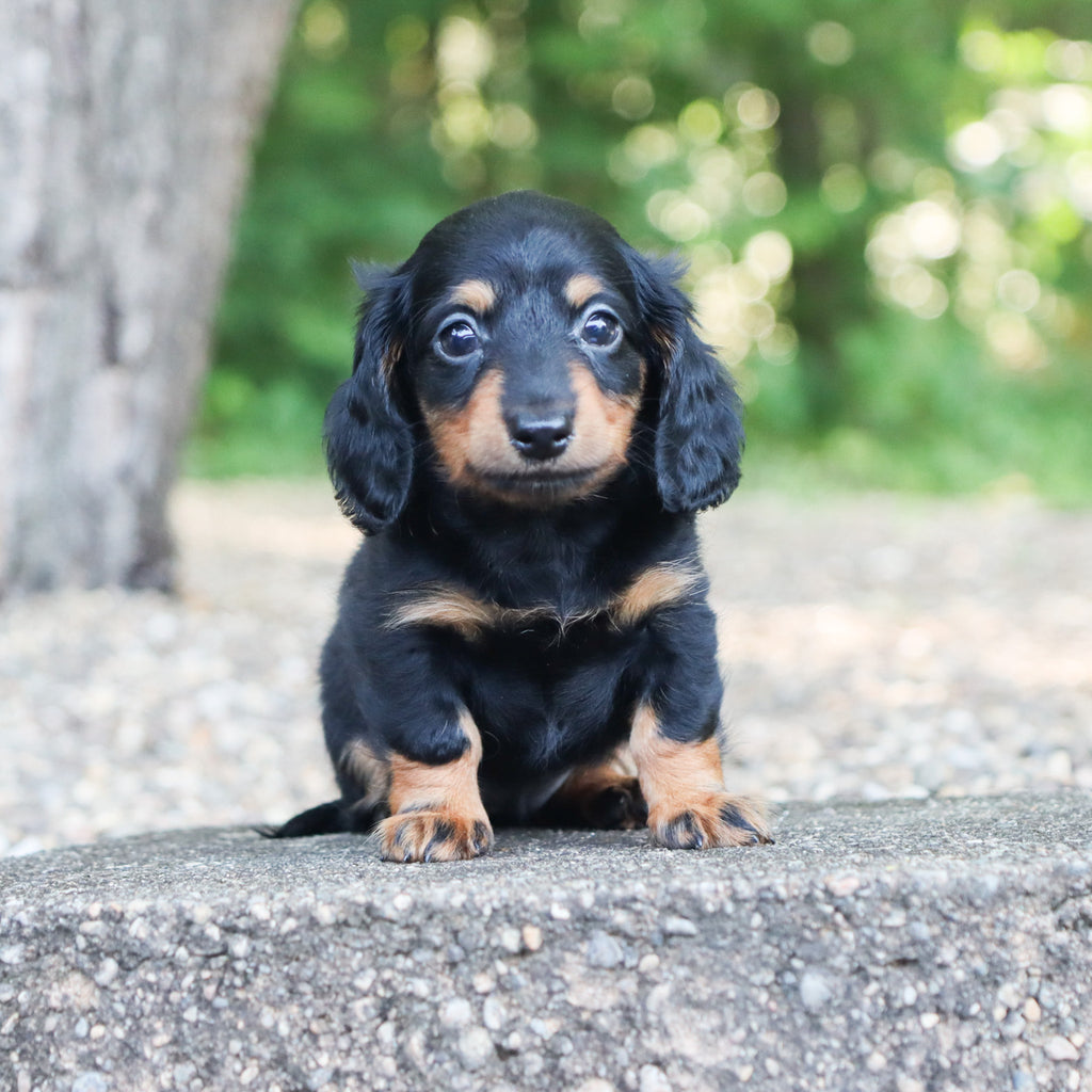 Bailey - Available Now