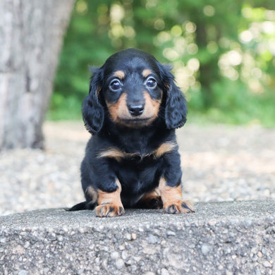 Bailey - Available Now